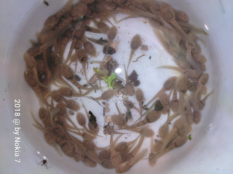 石蛙种苗