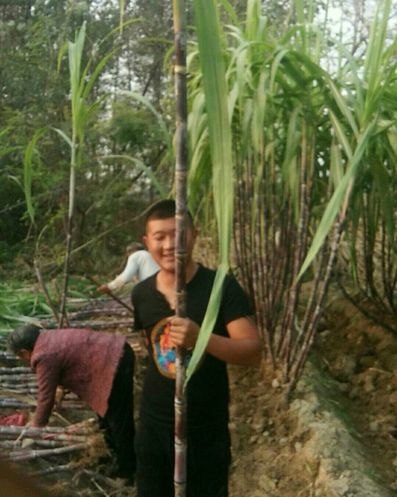 黑皮甘蔗种子，南方甘蔗北方种植。需要的联系。