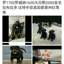 什么狗都有卡斯罗罗威纳大白熊中亚牧羊犬高加索莱州红比特