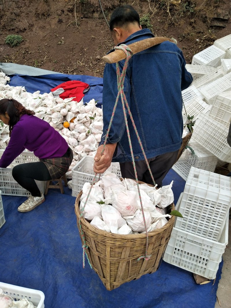 不知火，纯甜化渣，对接全国各地批发市场及电商平台