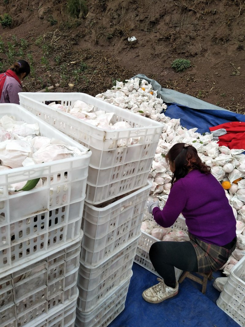 不知火，纯甜化渣，对接全国各地批发市场及电商平台