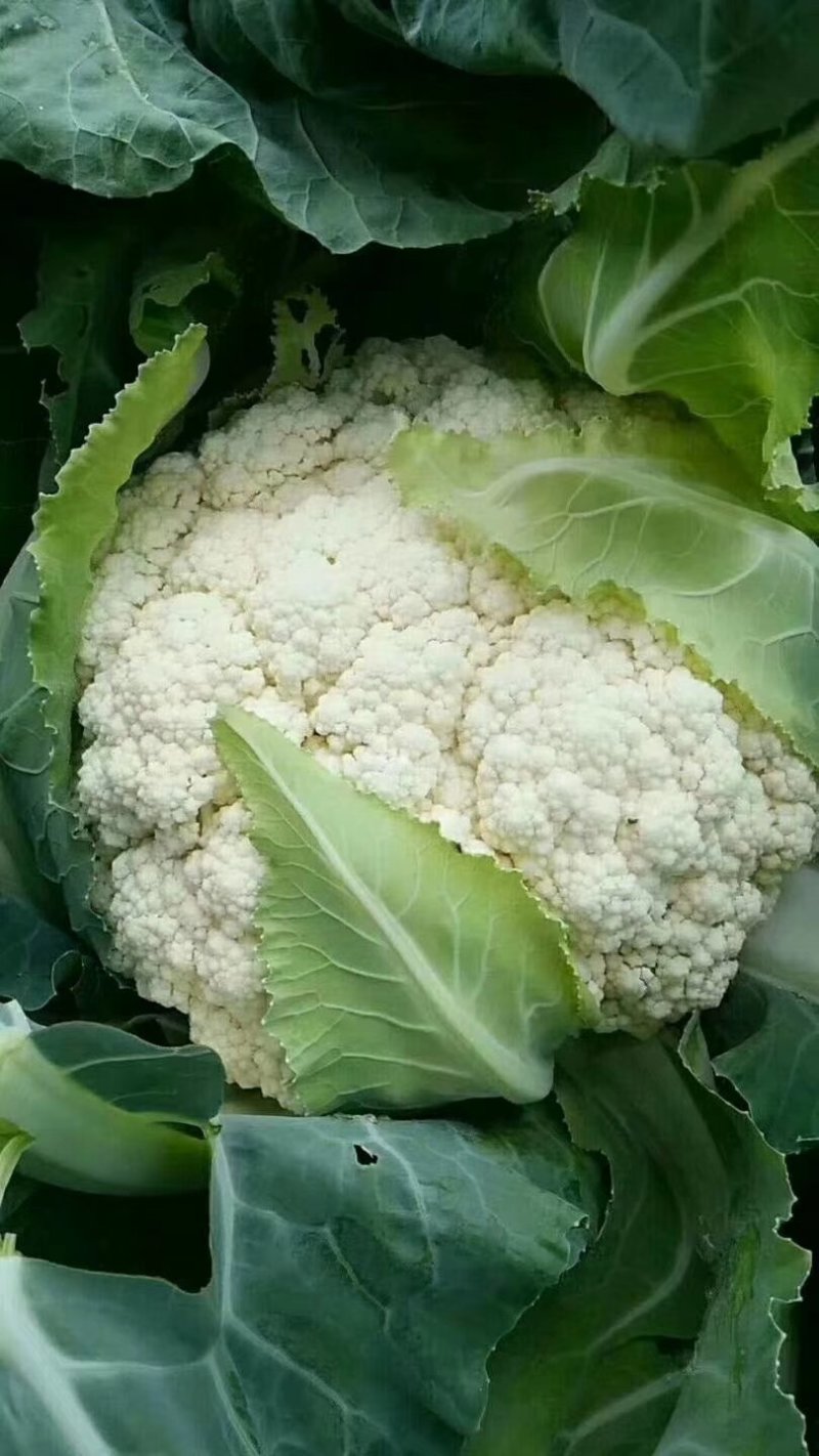 福建漳州松花菜花菜散花白现摘现发一手货源，货源充足