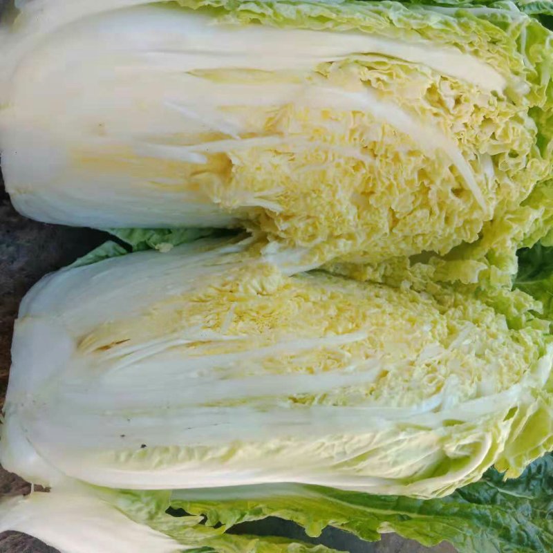 黄心大白菜质量好，价格合理