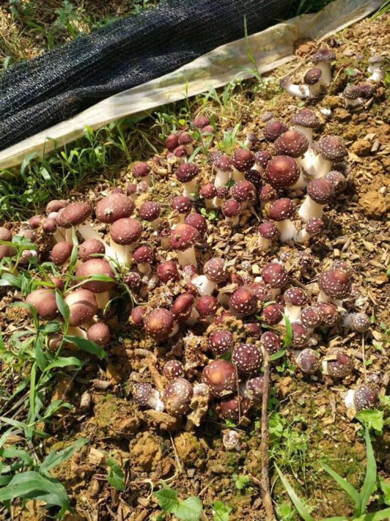 食用菌