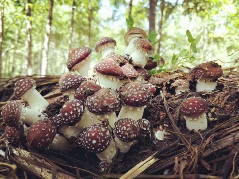 食用菌