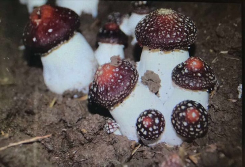 食用菌