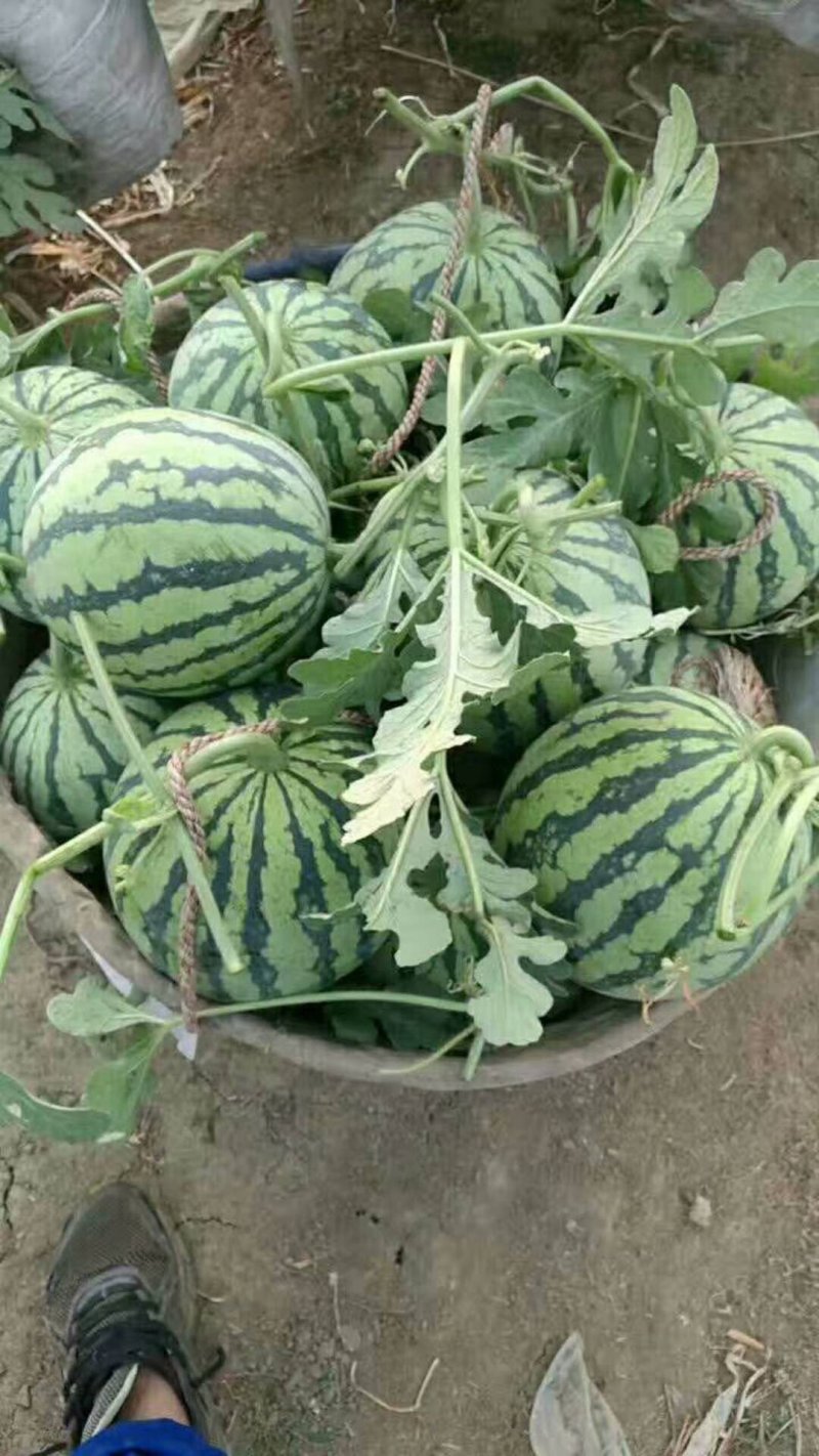 种苗