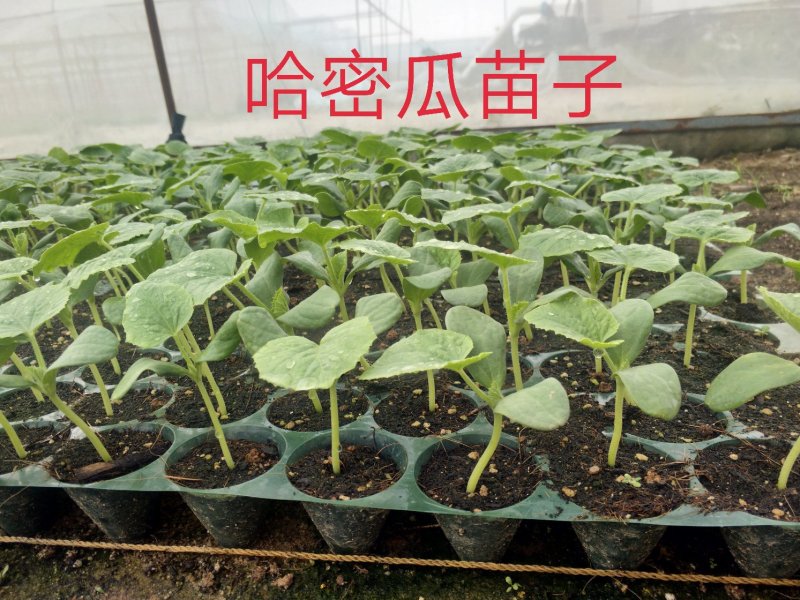 种苗