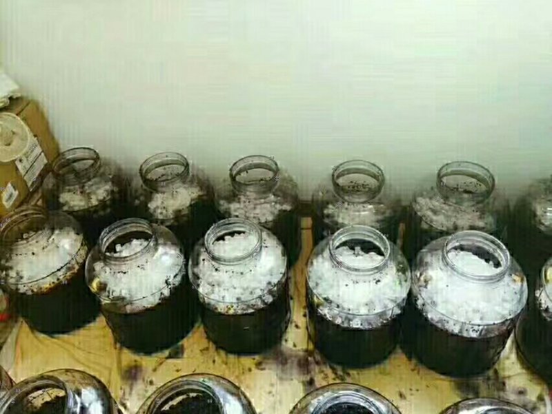 桑葚酒