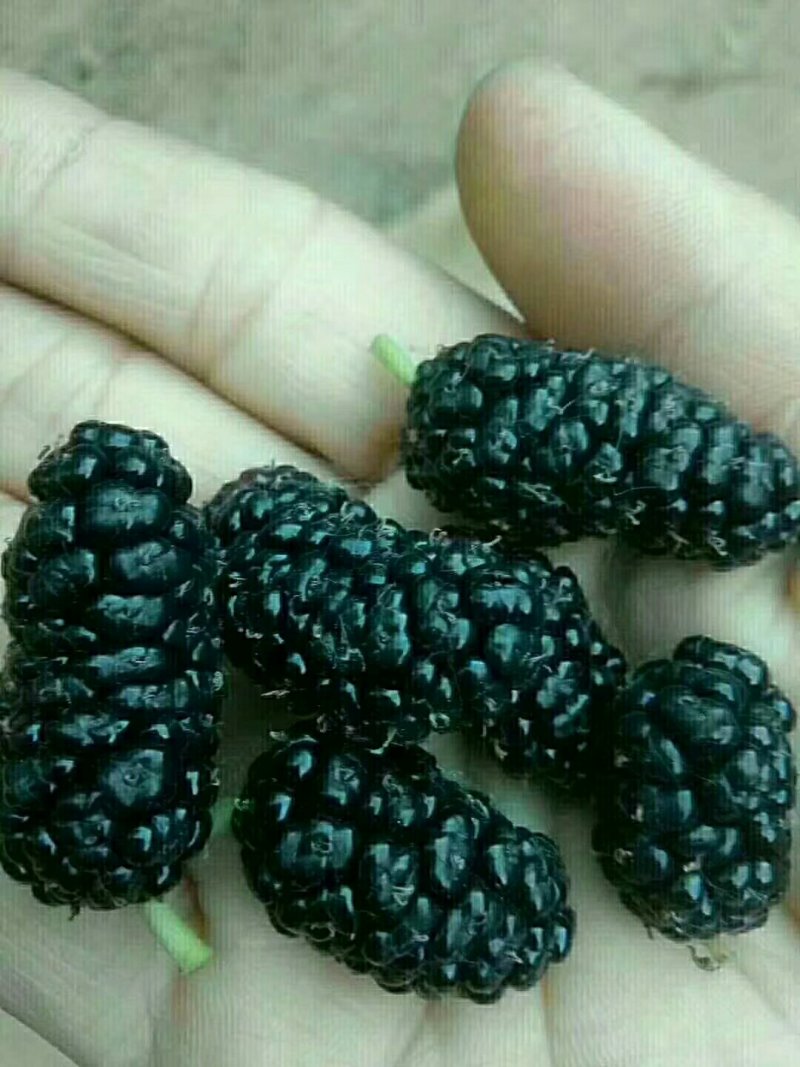 桑葚酒