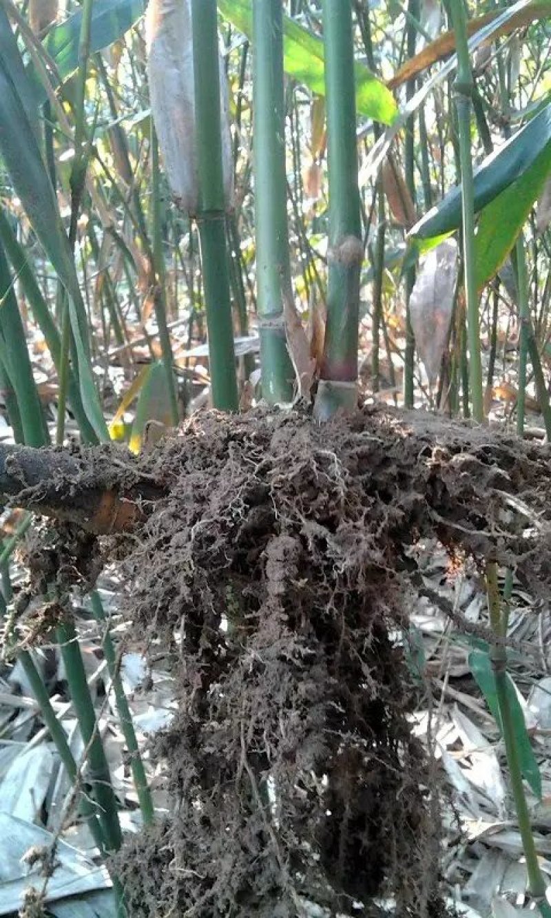 基地直发当年产笋人工培育麻竹苗台湾甜竹苗麻竹笋