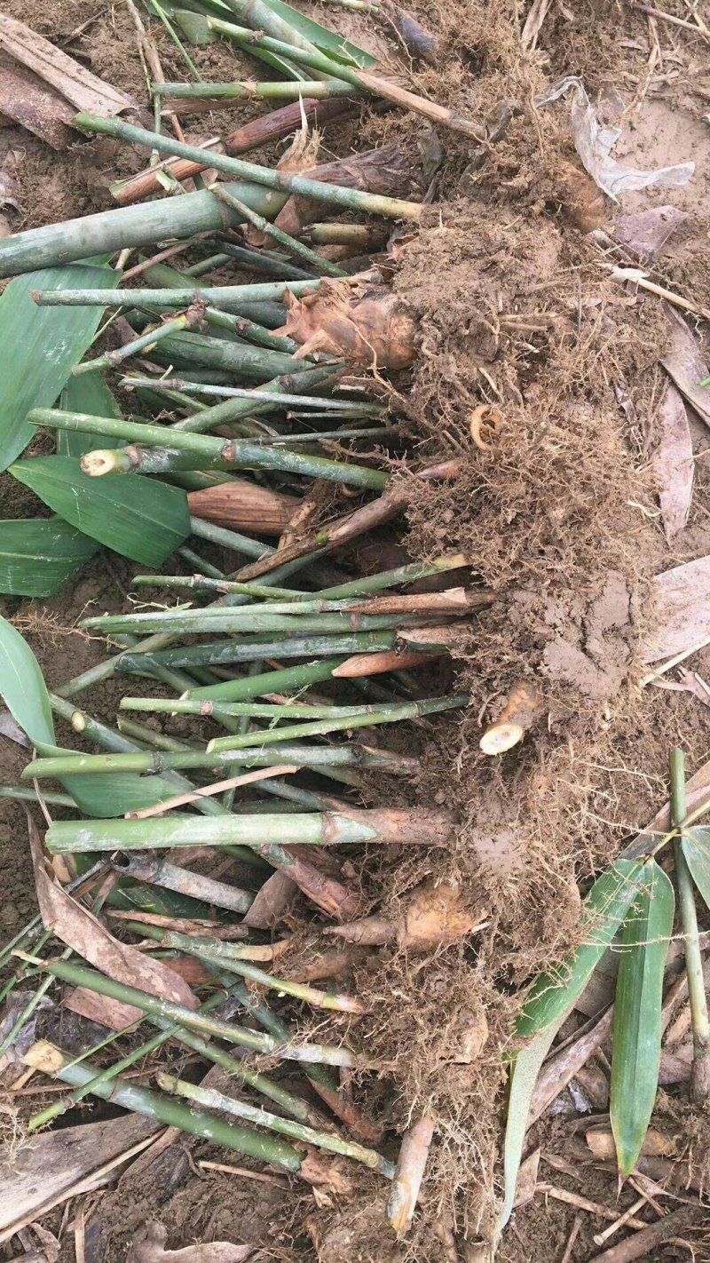 基地直发当年产笋人工培育麻竹苗台湾甜竹苗麻竹笋