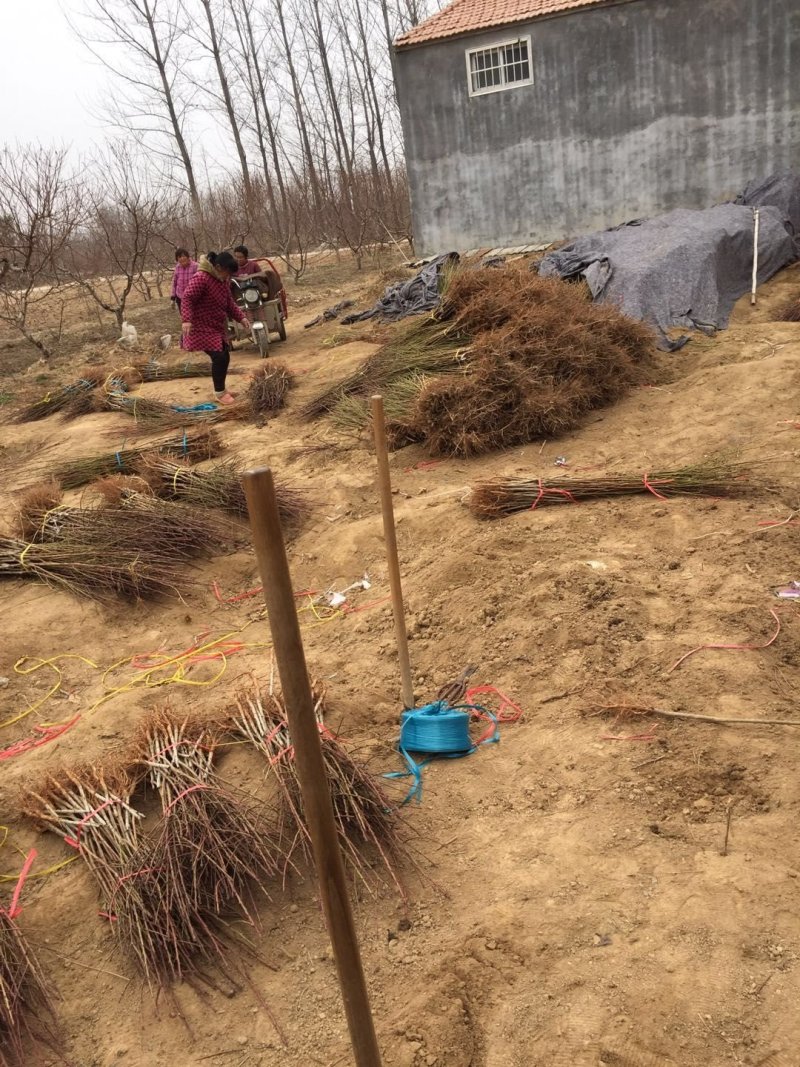 🐍🐍🐍中桃5号毛桃苗死苗补发，免费提供技术指导