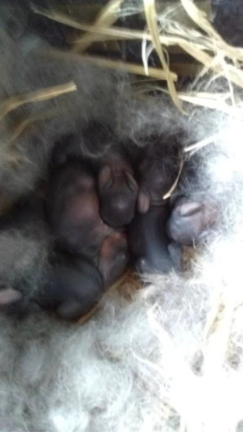 肉兔