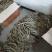 麝香石斛