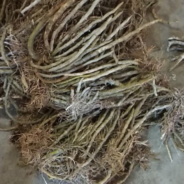 麝香石斛