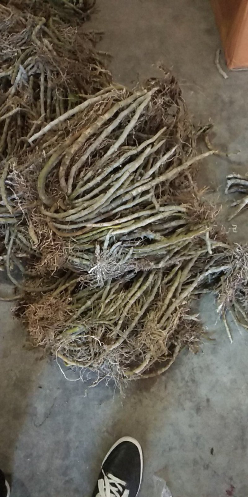 麝香石斛
