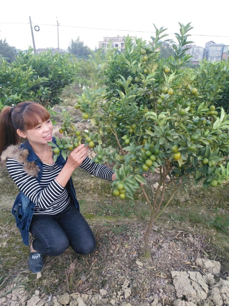 脆皮金桔苗可视频看货支持线上交易产地直销