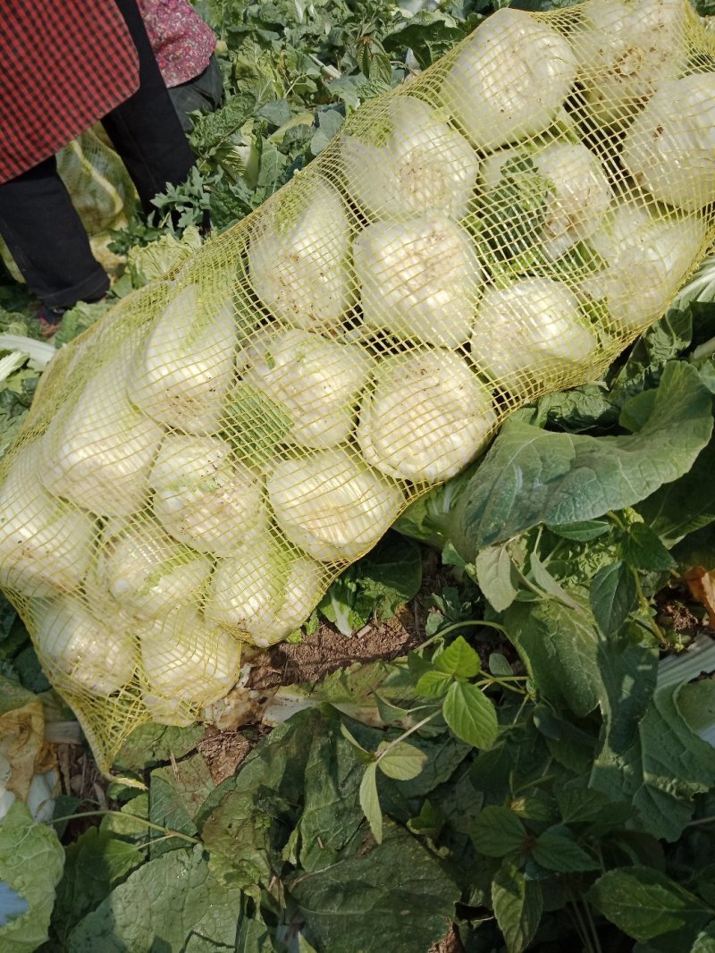 娃娃菜河南鹿邑优质娃娃菜，可视频看货，支持线上交易，欢迎
