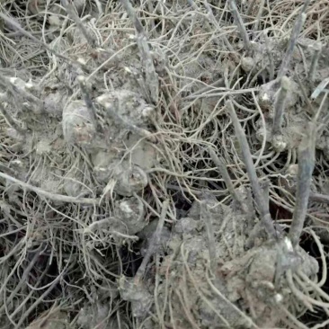 出售供应各种规格高产量改良苍白术