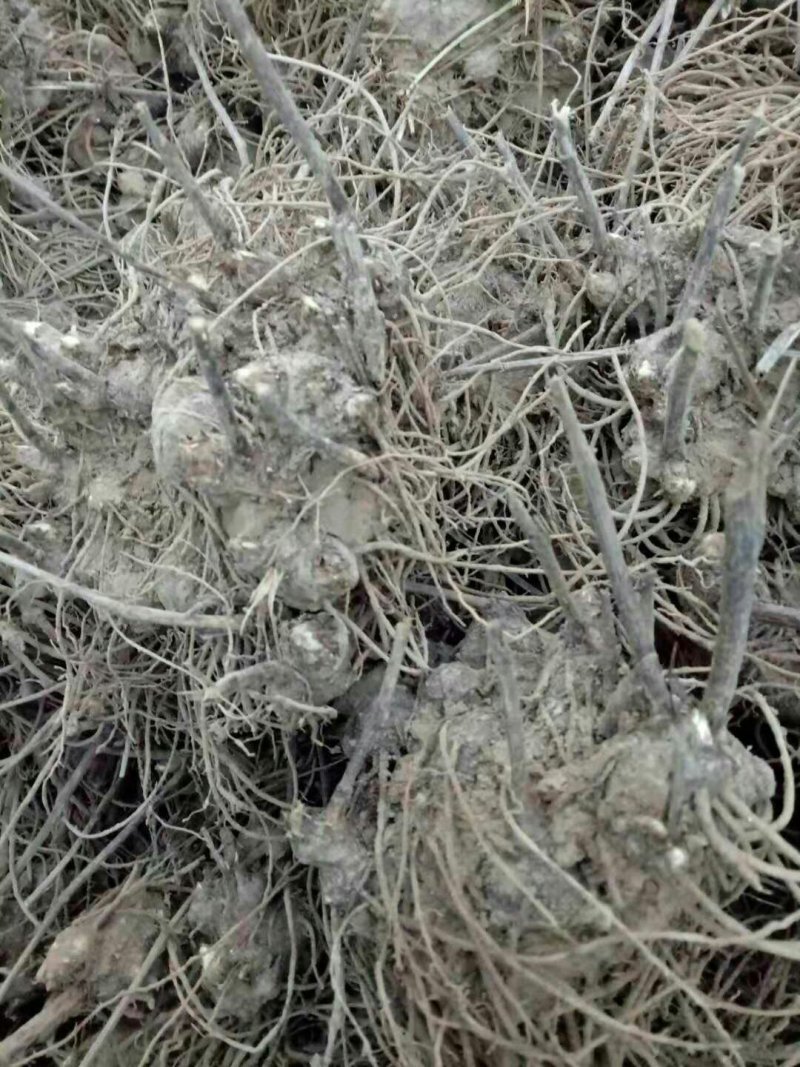 出售供应各种规格高产量改良苍白术