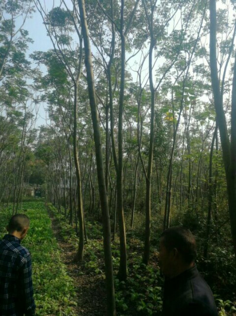 栾树
