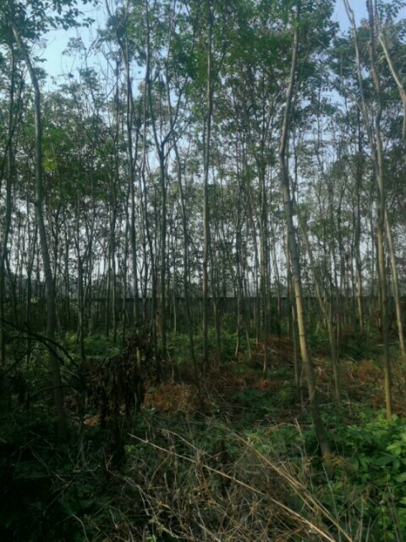 栾树