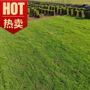 长沙台湾草马尼拉草批发草卷草皮块结缕草块