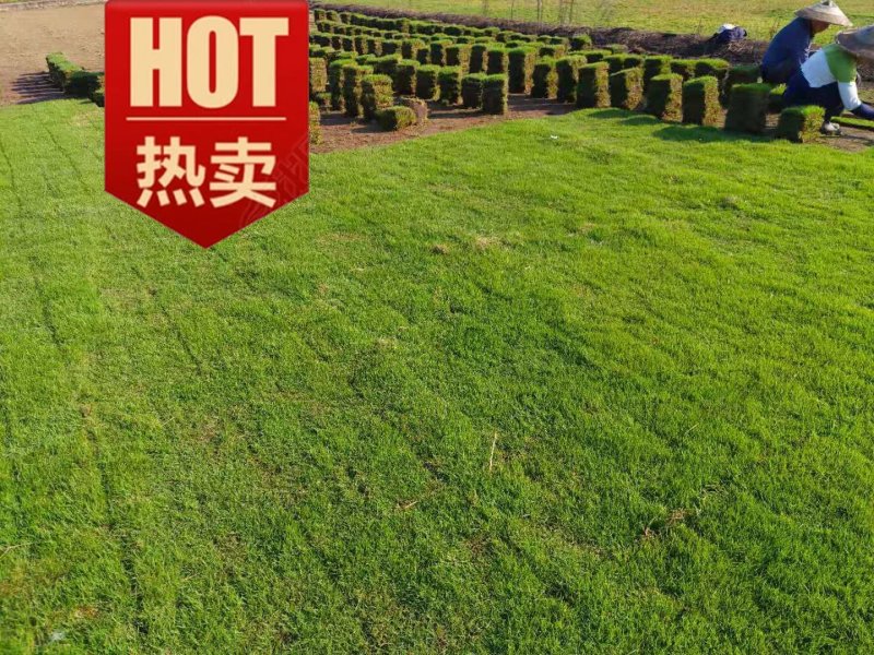 长沙台湾草马尼拉草批发草卷草皮块结缕草块