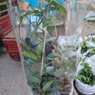 180盆银斑球兰，纯进口土
