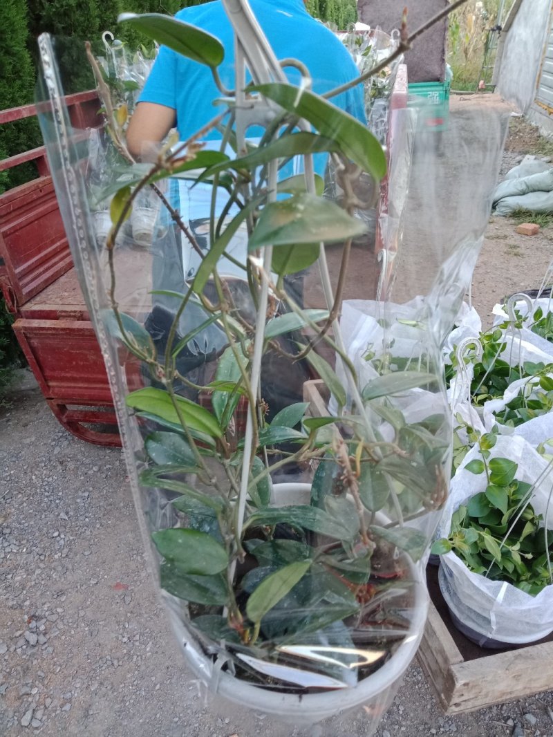 180盆银斑球兰，纯进口土