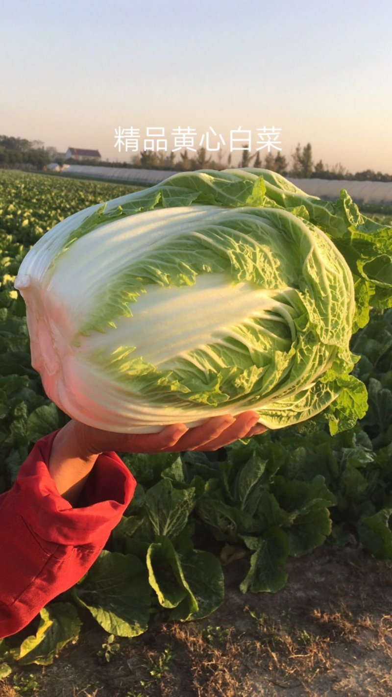 黄心大白菜一平台，电商，专业对接，满足随时调货