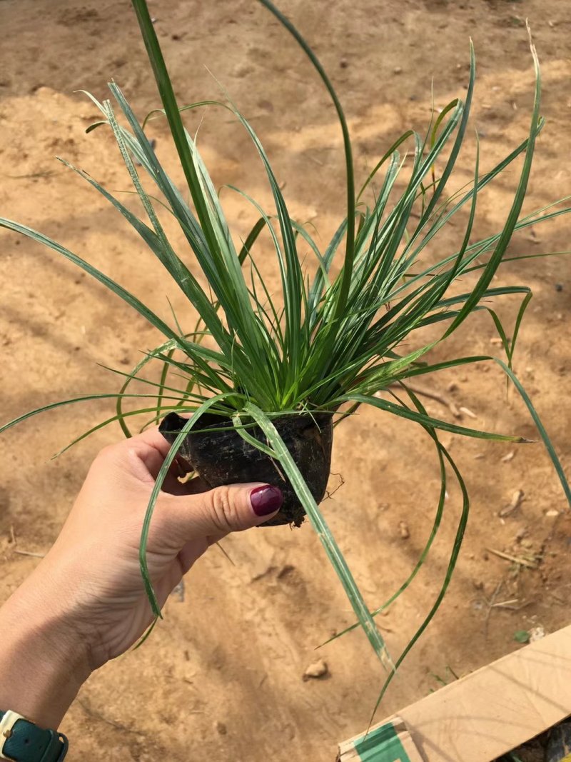 青绿苔草，基地直销，常年供应各种绿化苗。。
