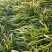 青绿苔草，基地直销，常年供应各种绿化苗。。
