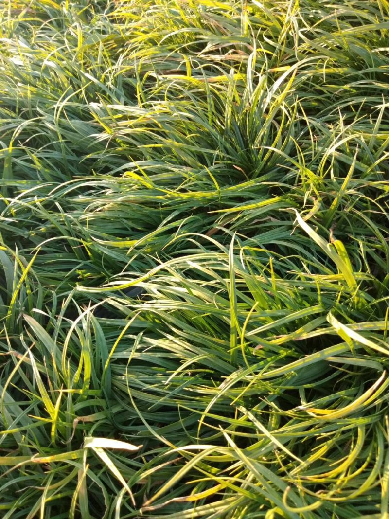 青绿苔草，基地直销，常年供应各种绿化苗。。