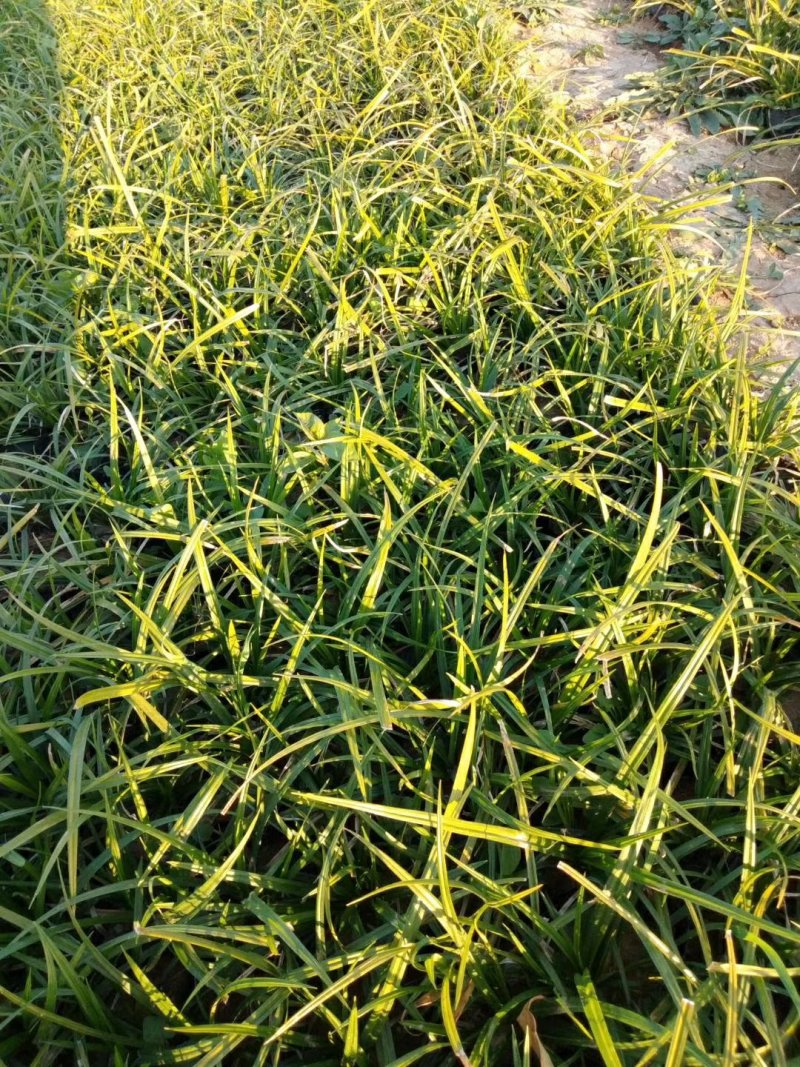 青绿苔草，基地直销，常年供应各种绿化苗。。