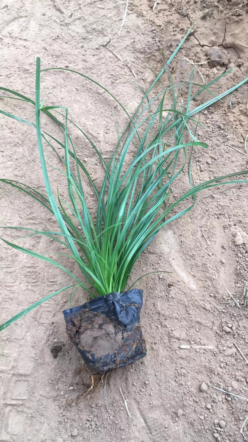 青绿苔草，基地直销，常年供应各种绿化苗。。