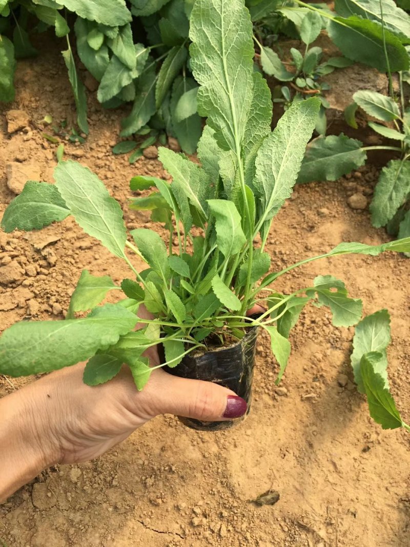 篮花鼠尾草，鼠尾草，草花鼠尾草，供应常年供应各种绿化苗木