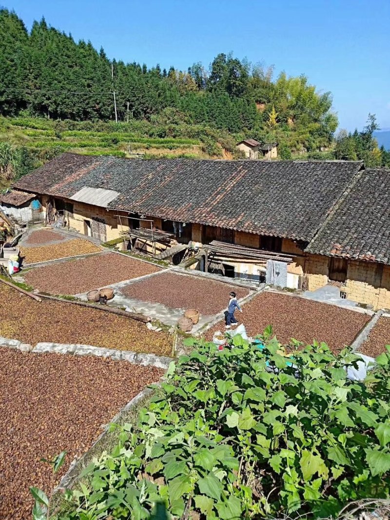 高山野生茶油