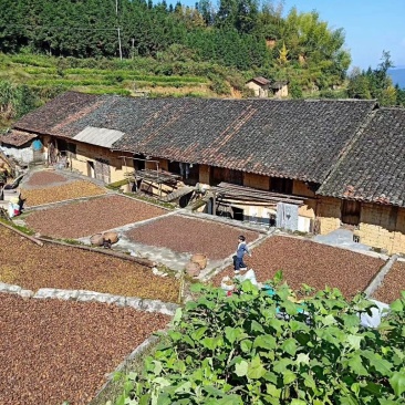 高山野生茶油上市