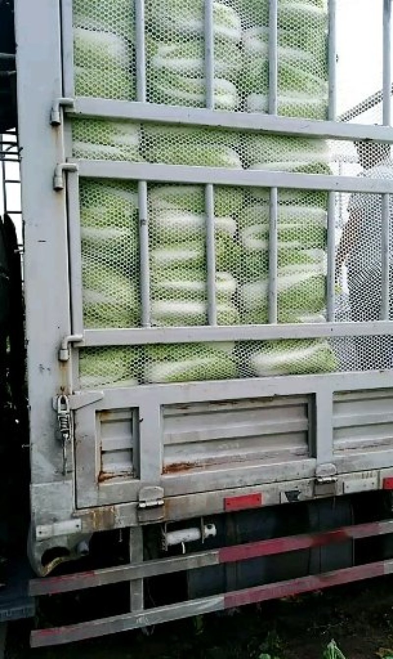 玉田白菜猛哥精品果蔬可视频看货散装袋装均可质量优益价格优
