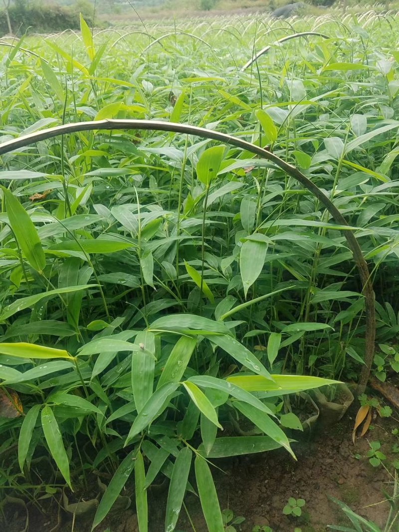 大竹，方竹