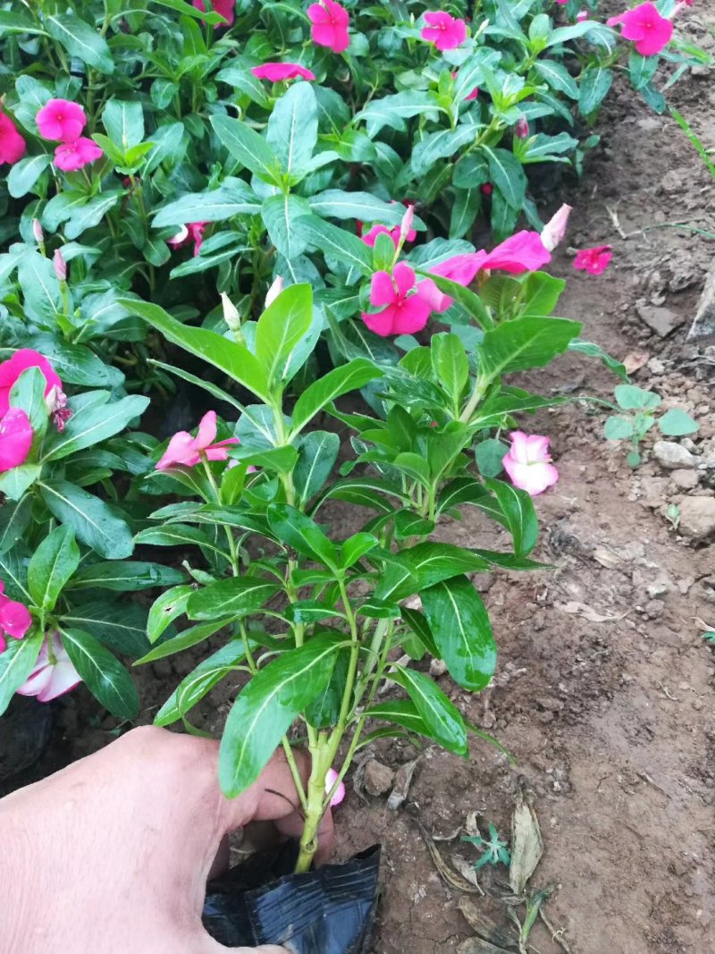 长春花，基地直销，天天开。常年供应各种绿化苗木。