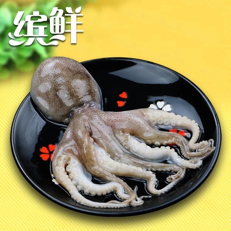 【新鲜八爪鱼鲜活迷你八爪鱼野生小章鱼海鲜水产短腿八爪鱼望