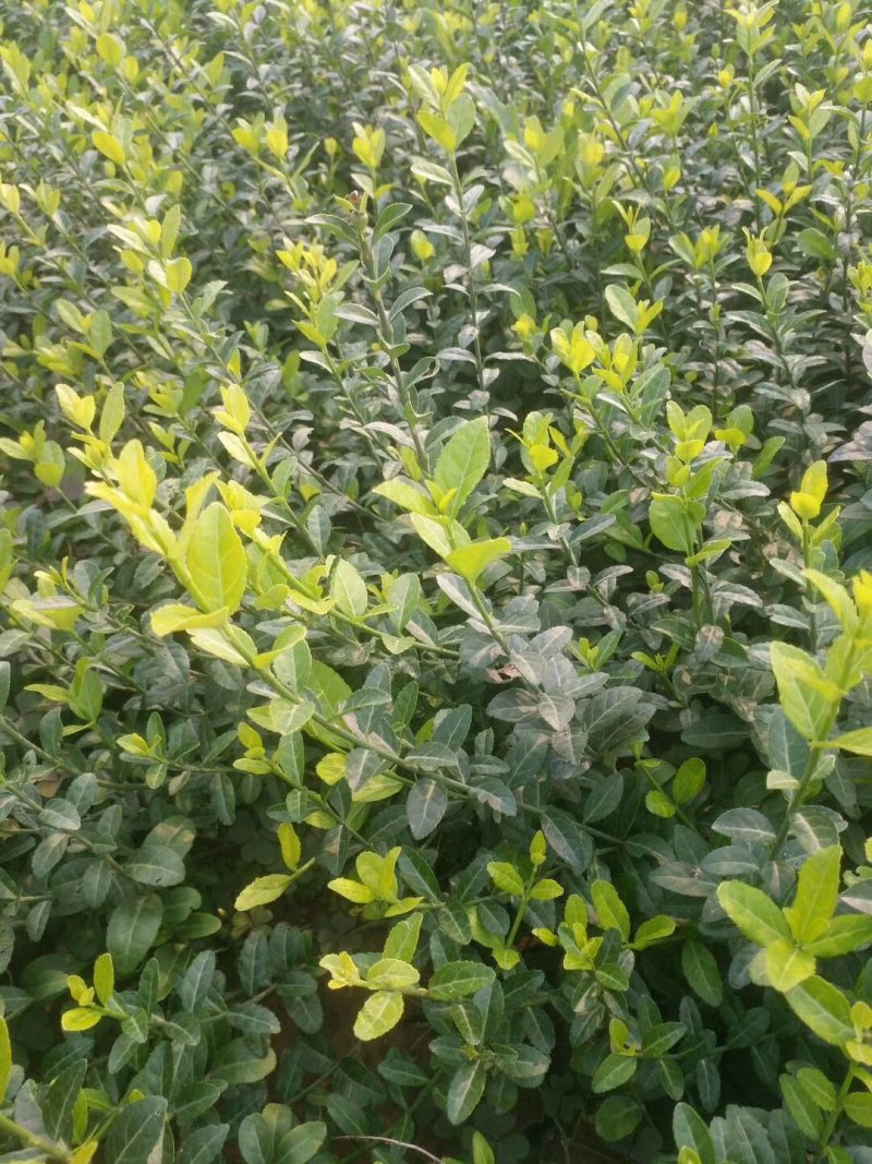 扶芳藤，基地直销，常年销售各种绿化苗木。