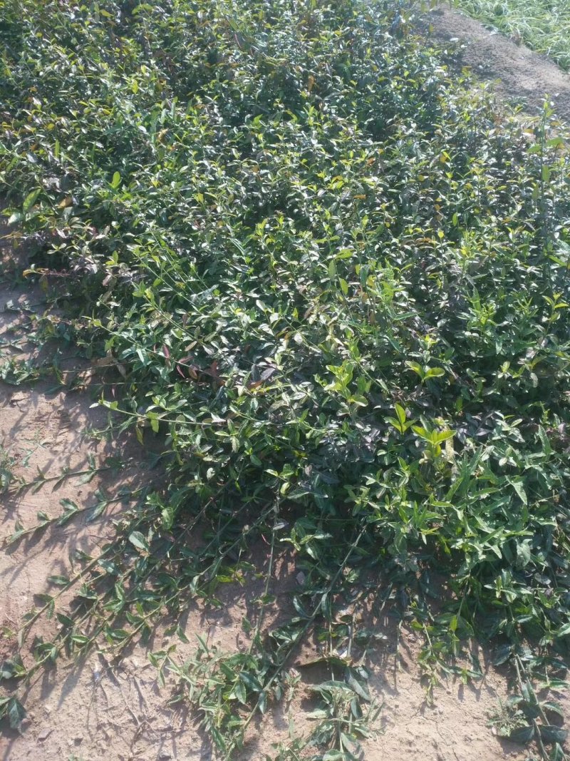 扶芳藤，基地直销，常年销售各种绿化苗木。