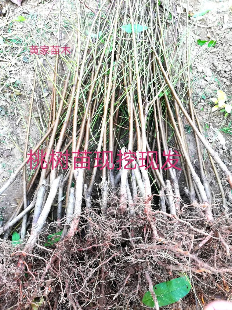 桃树苗，迟熟桃，红不软桃树苗