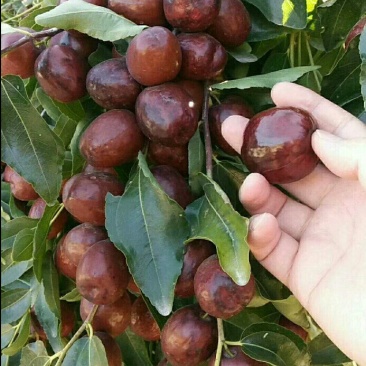 枣树苗靖远石门大枣苗保湿发货大枣皮薄肉厚