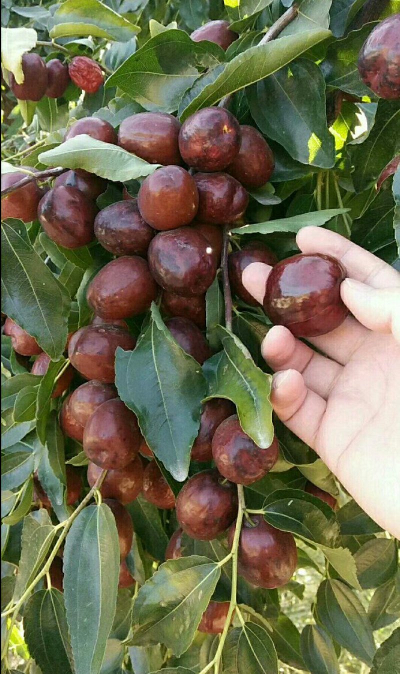 枣树苗靖远石门大枣苗保湿发货大枣皮薄肉厚