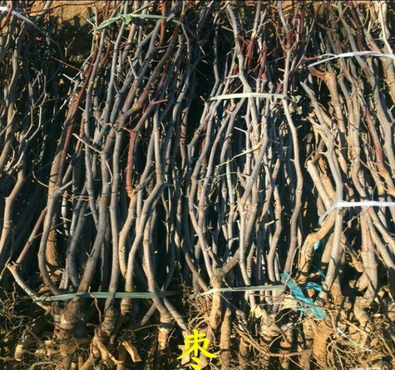 枣树苗靖远石门大枣苗保湿发货大枣皮薄肉厚